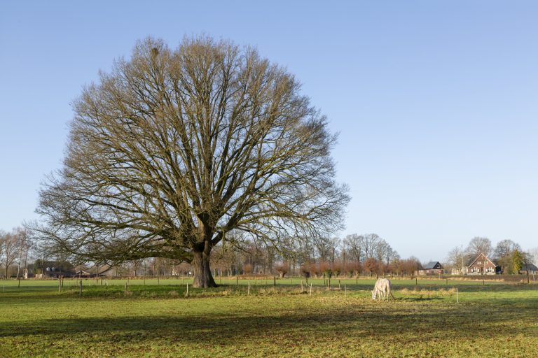Wassinkbrink verrast in elke bocht