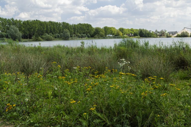 Azewijnse Broek: eldorado voor natte natuur
