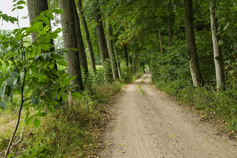 Geheimzinnig klooster in oud bos