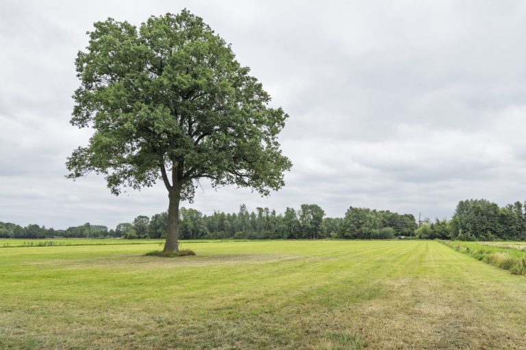 Tolhuisweg vertelt nog veel verhalen