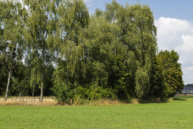 Nieuwe heggen in het Vinkwijkse Broek
