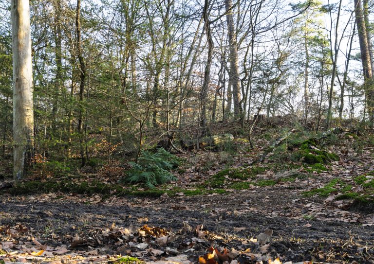 De wallen van landgoed het Zand